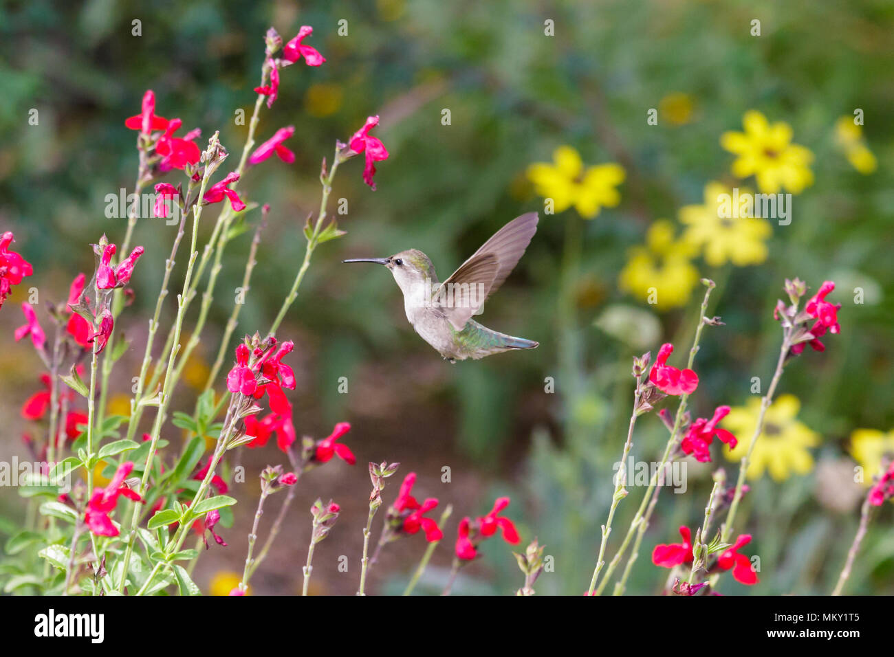 Anna's Hummingbird hovering metà volo, avanzamento sul colore rosso brillante di fiori, in Arizona deserto di Sonora. Foto Stock