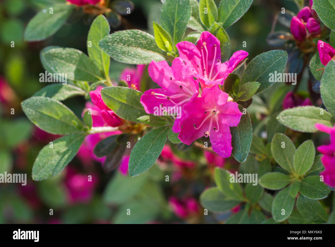 Colore fucsia rhododendron Janny fioritura macro messa a fuoco selettiva Foto Stock