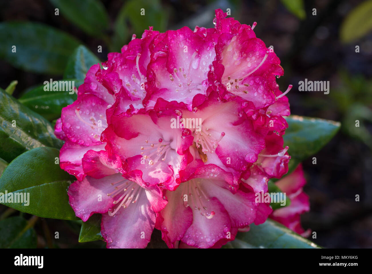 Colore fucsia rhododendron Humboldt fioritura macro messa a fuoco selettiva Foto Stock