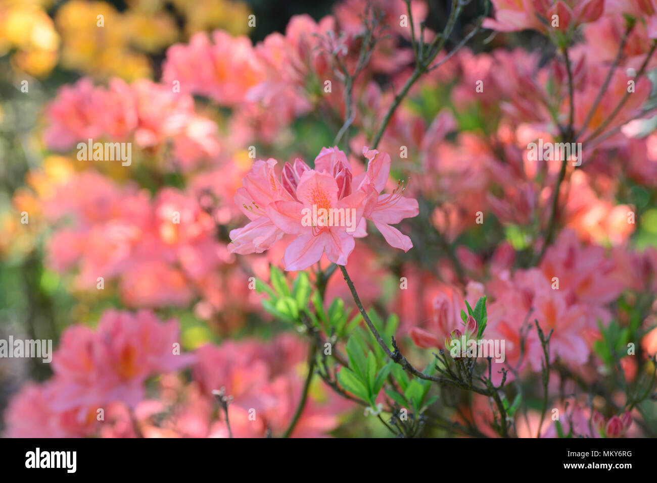 Orange rhododendron molle subsp japonicumflowers in fiore macro messa a fuoco selettiva Foto Stock