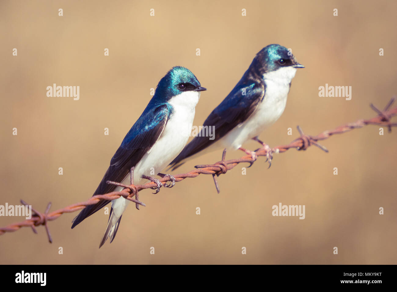 Un maschio e femmina tree swallow (Tachycineta bicolore) su un filo spinato a Francesco Viewpoint Beaverhill vicino lago, Alberta, Canada. Foto Stock