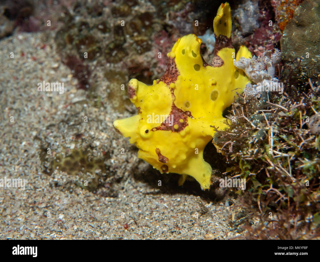 Giallo presenta verrucosa (Rana pescatrice Rana pescatrice Clown), Filippine Foto Stock