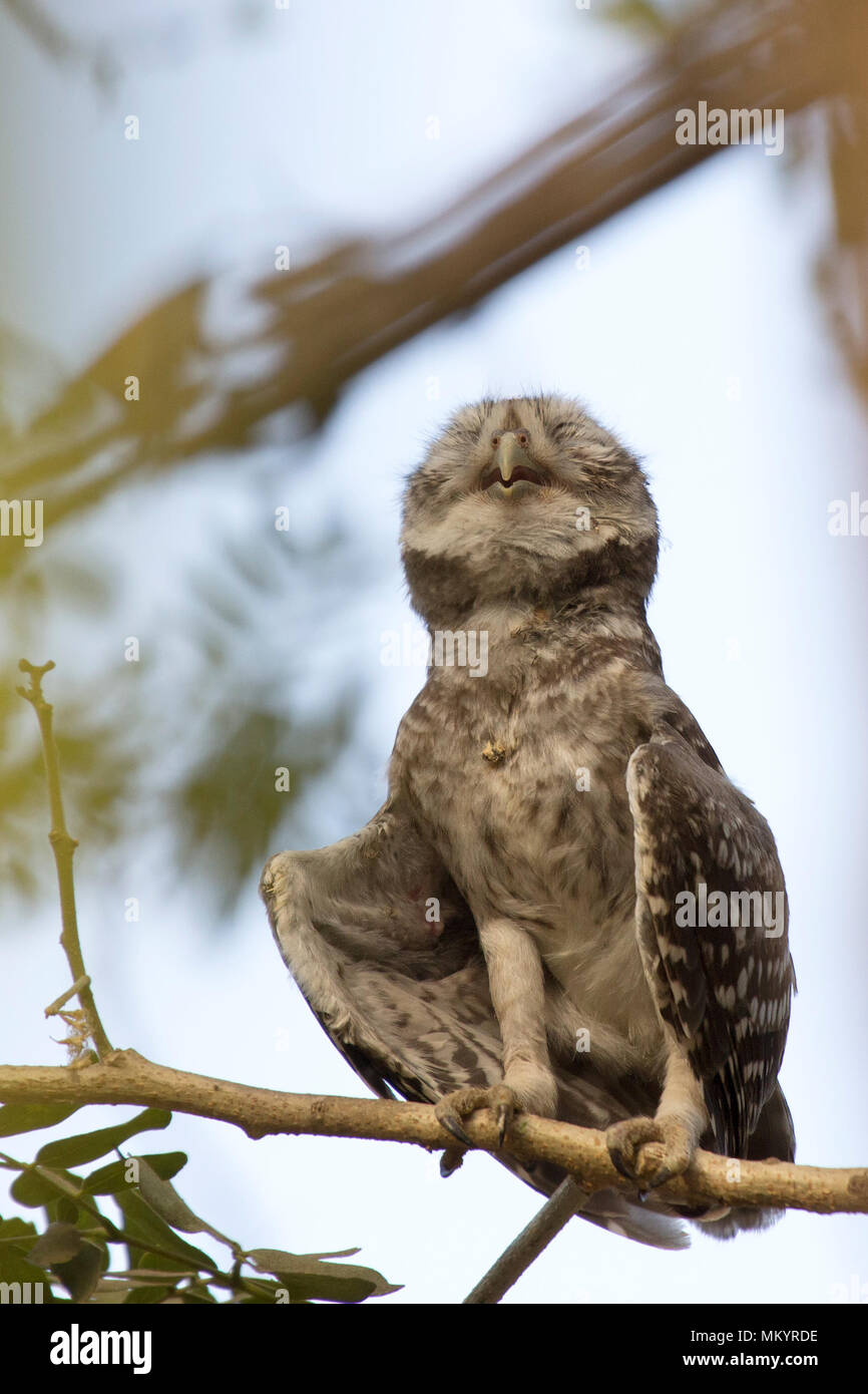 Pregando Owlet Foto Stock Pregando Owlet Foto Stock