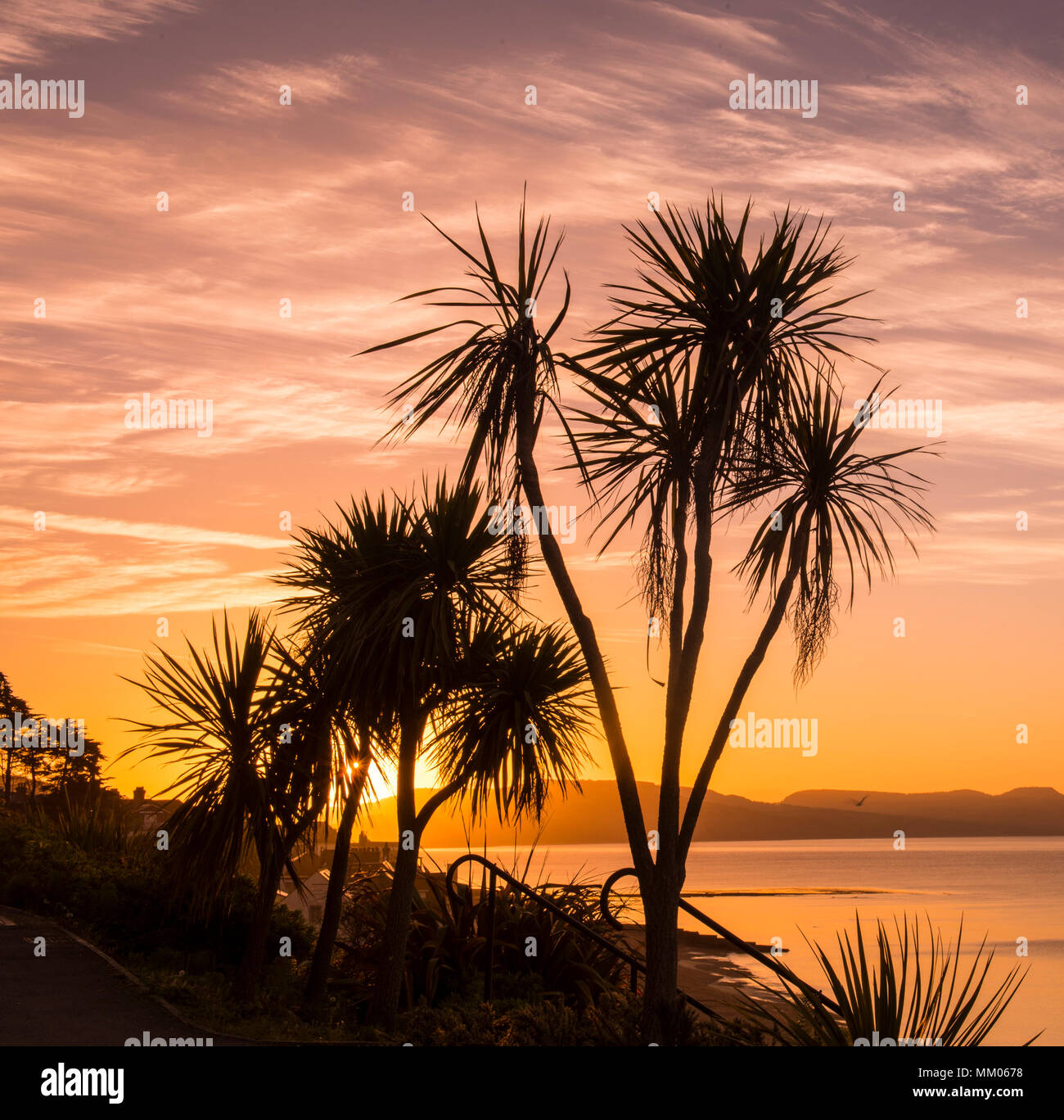 Lyme Regis, Dorset, Regno Unito. Il 9 maggio 2018. Regno Unito: Meteo iconici lampade stradali e gli alberi si stagliano contro il bagliore arancione del cielo come il sole sorge oltre la Jurassic Coast a Lyme Regis su un altro bene e la mattina di sole. Tempo fresco più tardi porterà e fine all'ondata di calore che molti hanno apprezzato questa settimana. Credito: Celia McMahon/Alamy Live News. Foto Stock