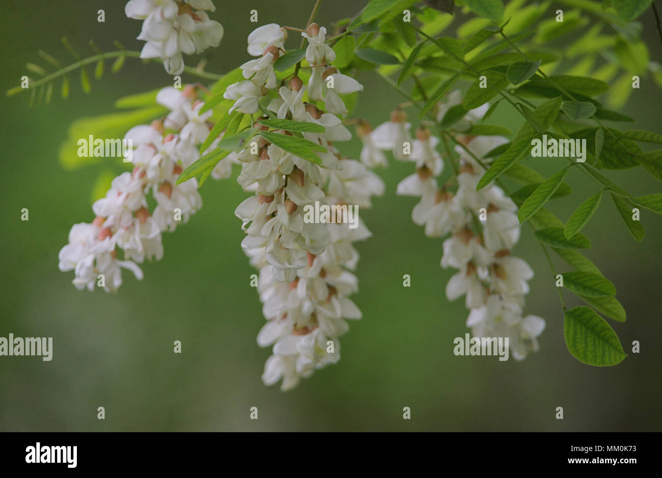 Il ramo macro di fiori di acacia nel tempo primaverile Foto Stock