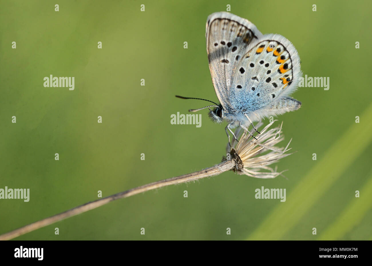 Polyommatus bellargus, Adonis Blue Butterfly sul campo Foto Stock