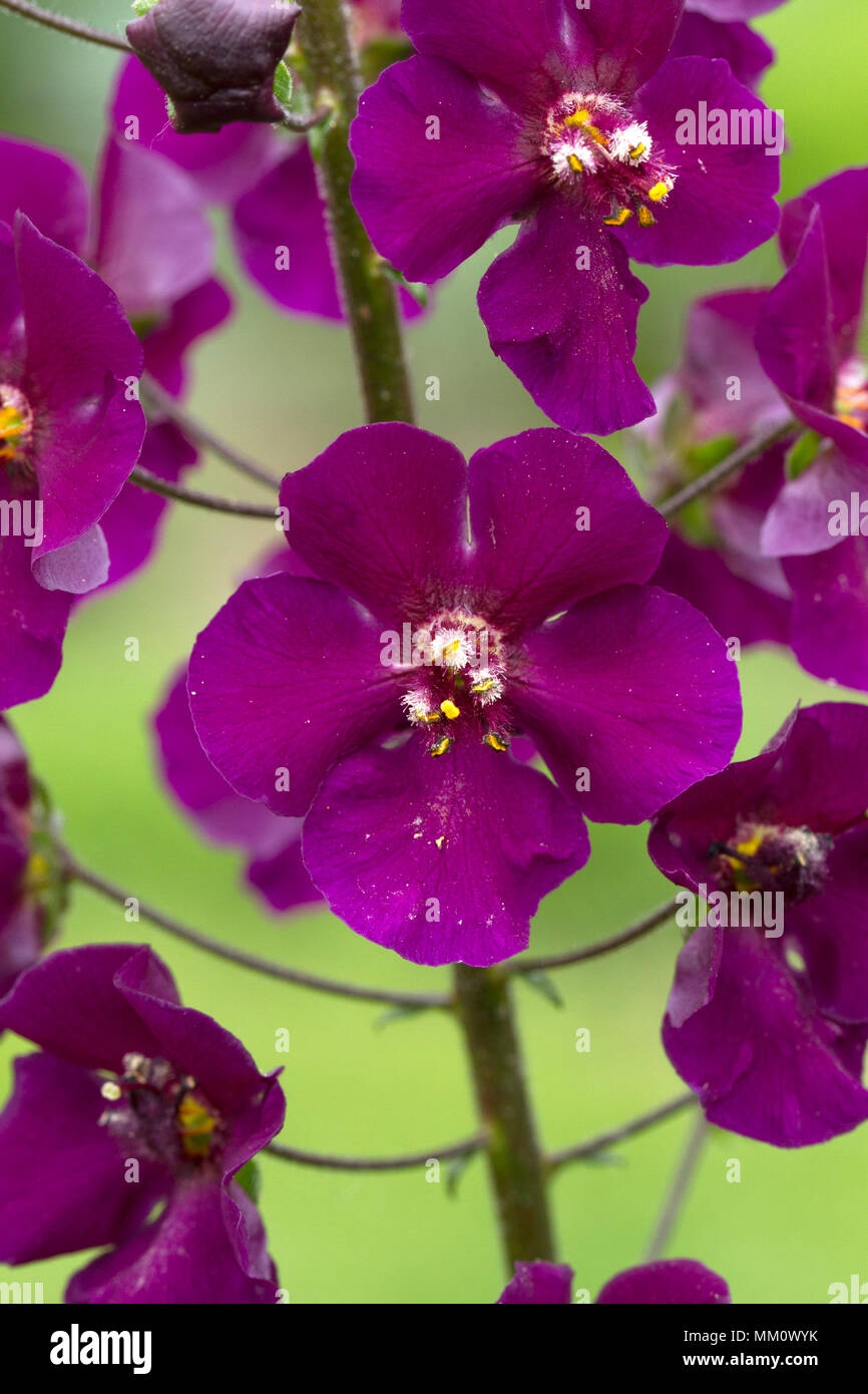 Viola (mullein Molène phoeniceum) Foto Stock