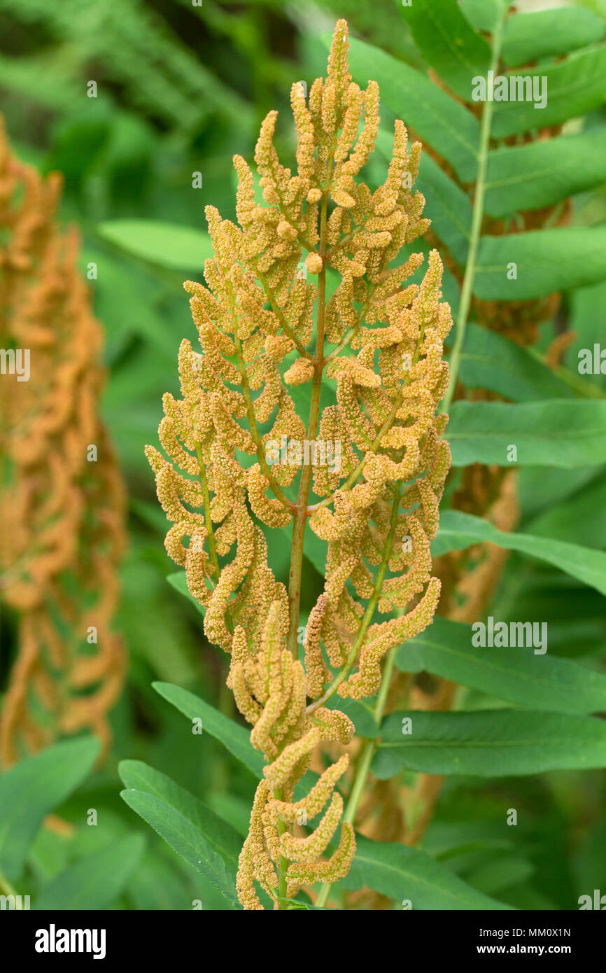 Royal fern sporangia (Osmunda regalis) Foto Stock