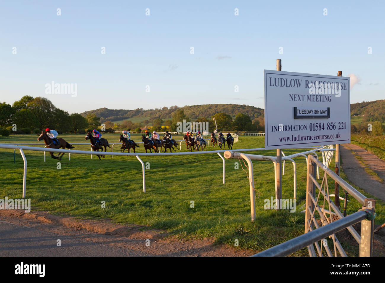 Ludlow Race Course, Shropshire, Inghilterra. Corsa di cavalli attorno alla pista durante una serata a metà settimana di gara. La pubblicità della scheda la gara in primo piano. Foto Stock