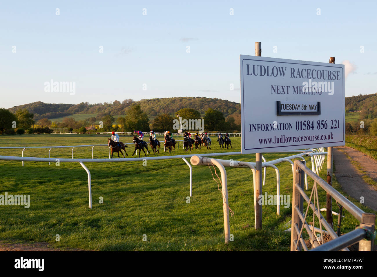 Ludlow Race Course, Shropshire, Inghilterra. Corsa di cavalli attorno alla pista durante una serata a metà settimana di gara. La pubblicità della scheda la gara in primo piano. Foto Stock