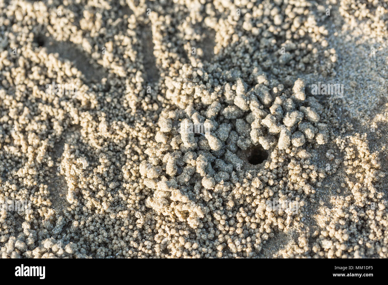 Foro di granchio con molti sfera sulla spiaggia, granchio fori sulla sabbia in Thailandia Foto Stock