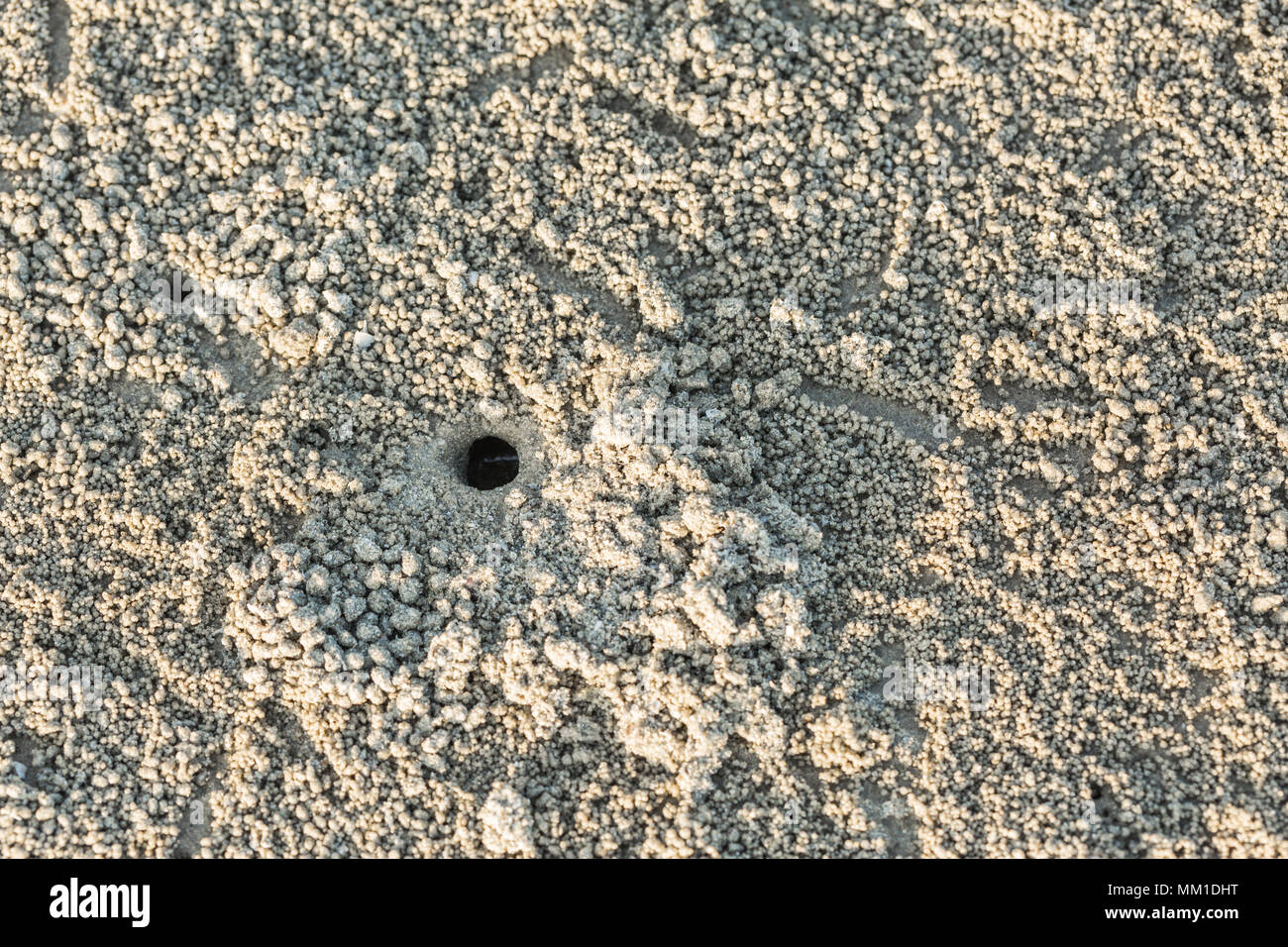 Foro di granchio con molti sfera sulla spiaggia, granchio fori sulla sabbia in Thailandia Foto Stock