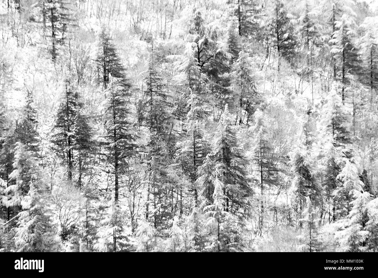 Vista aerea di alberi coperti di neve in una foresta, sul lato di monte Subasio (Umbria), la creazione di un tipo di tessitura astratta Foto Stock