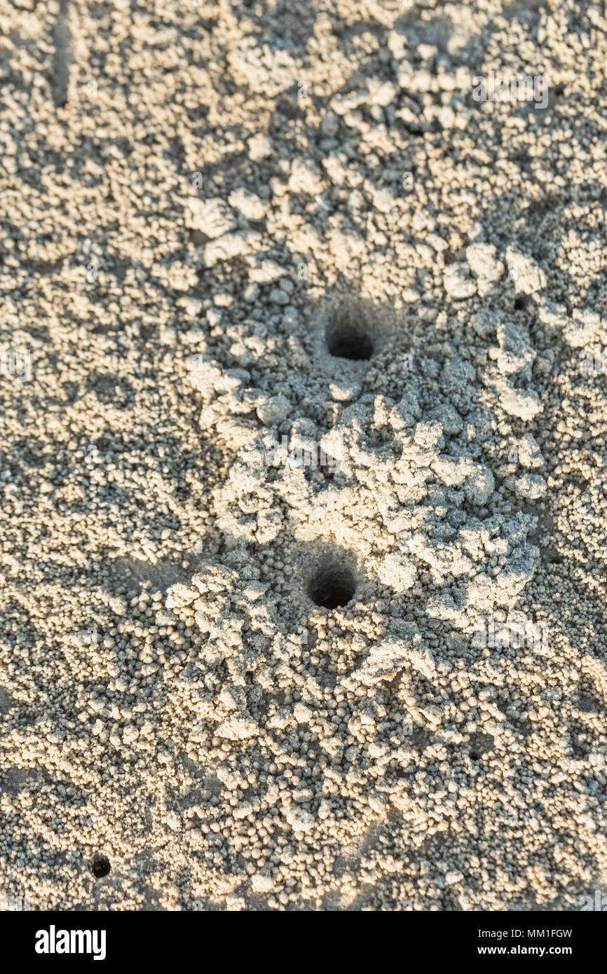 Foro di granchio con molti sfera sulla spiaggia, granchio fori sulla sabbia in Thailandia Foto Stock