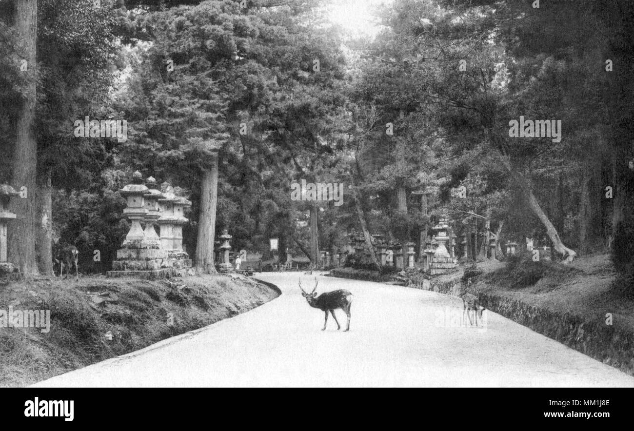 La strada che conduce a Kasuga di Nara. Il protocollo di Kyoto. 1914 Foto Stock
