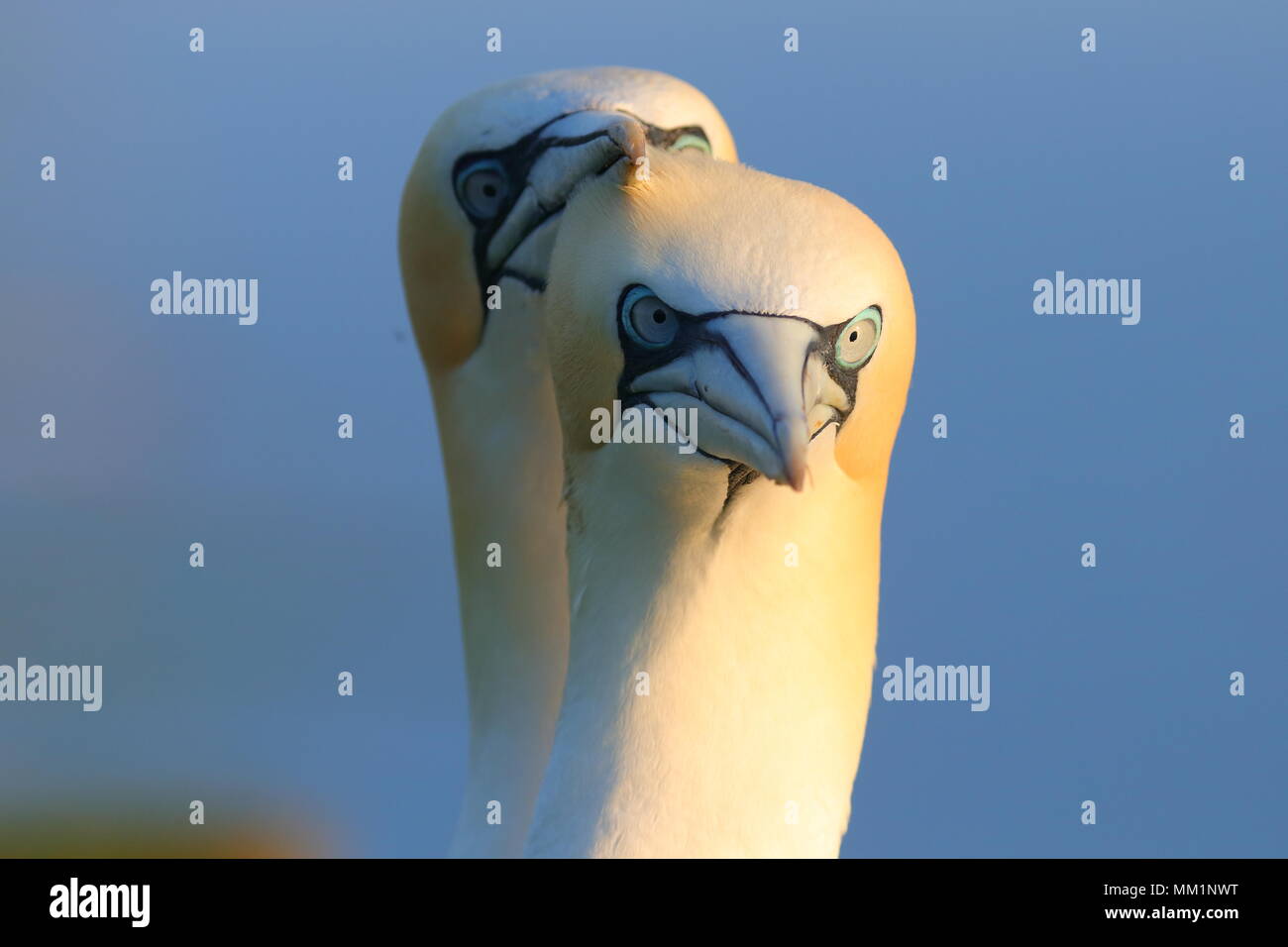 Gannett a RSPB Bempton Cliffs sulla costa dello Yorkshire Foto Stock