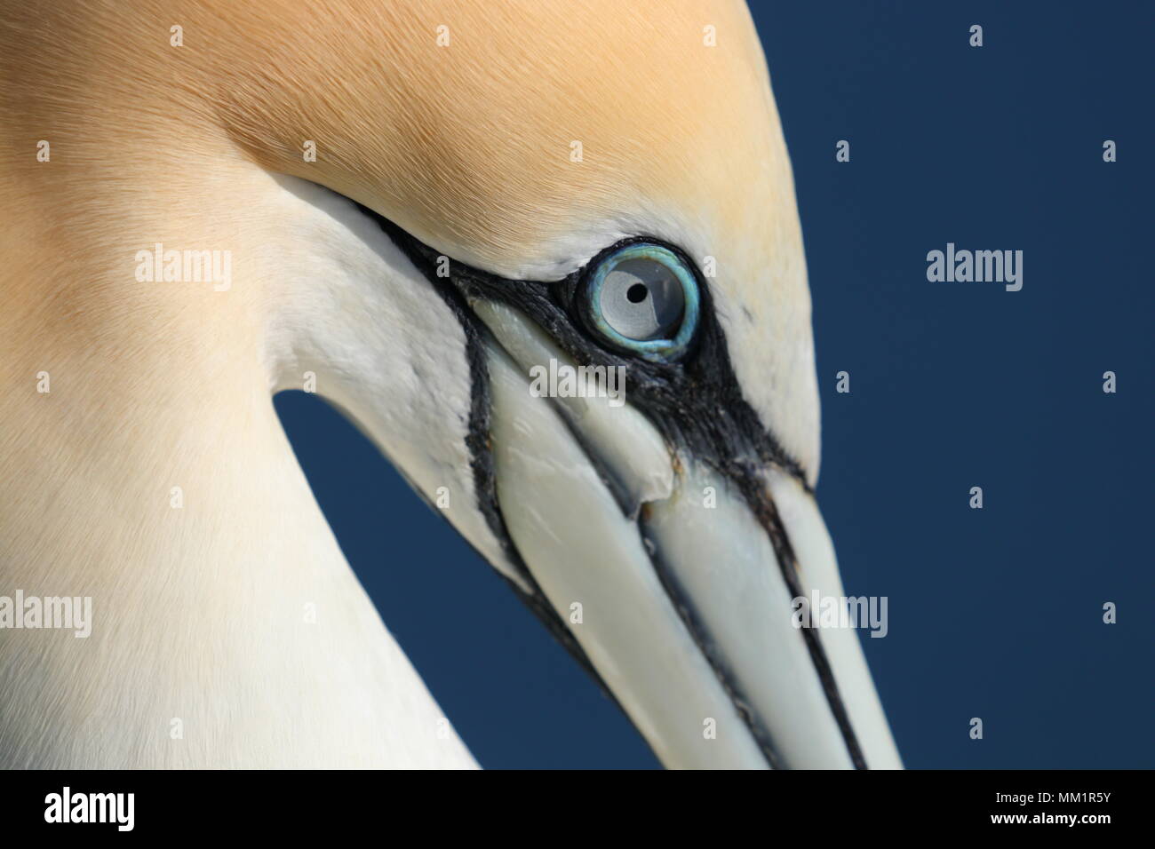 Gannett a RSPB Bempton Cliffs sulla costa dello Yorkshire Foto Stock