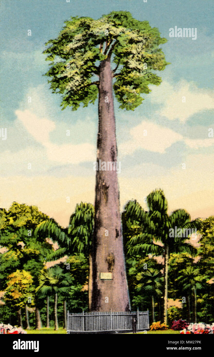 Il grande albero. Longwood. 1940 Foto Stock