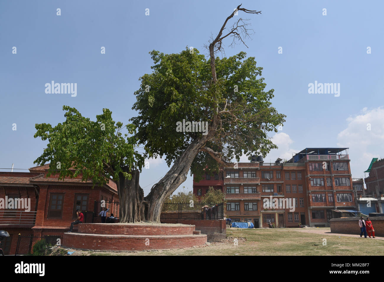 Bhaktapur, Nepal - Marzo 23, 2018: Grande albero verde e rosso degli edifici Foto Stock