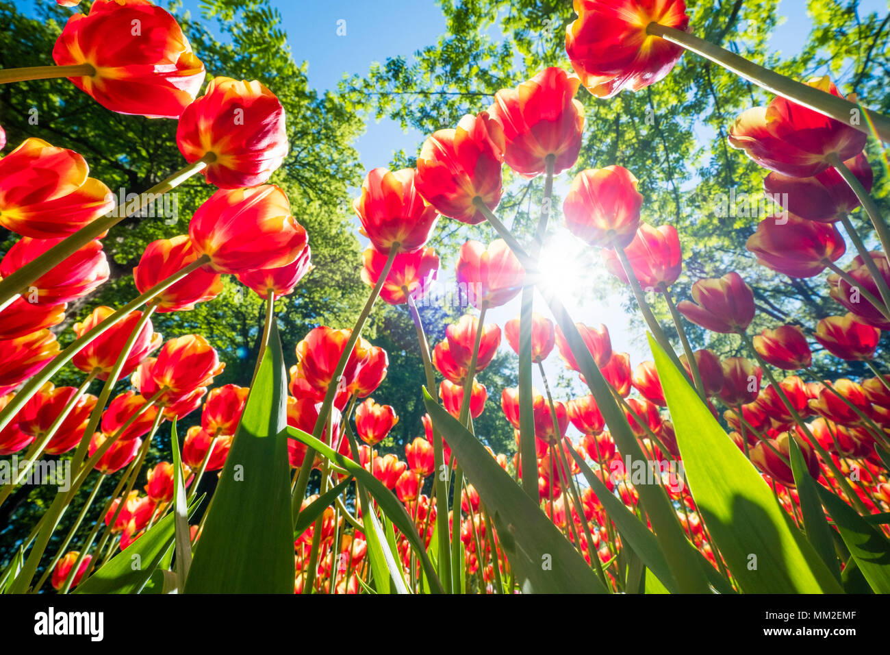 Tulipani colorati sono in piena fioritura e diretto verso il sole con i loro splendidi colori contro un cielo blu Foto Stock
