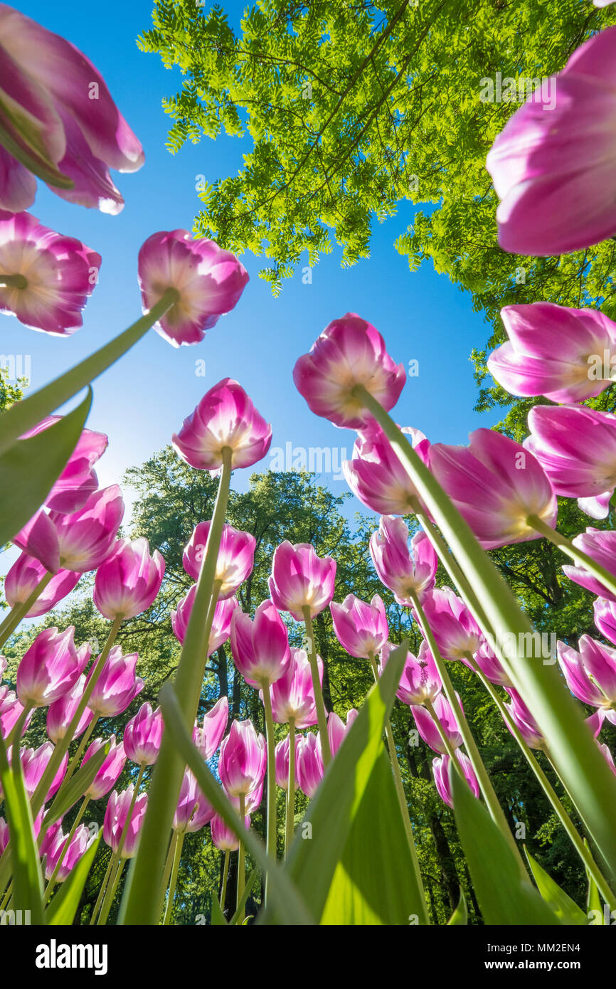 Tulipani colorati sono in piena fioritura e diretto verso il sole con i loro splendidi colori contro un cielo blu Foto Stock
