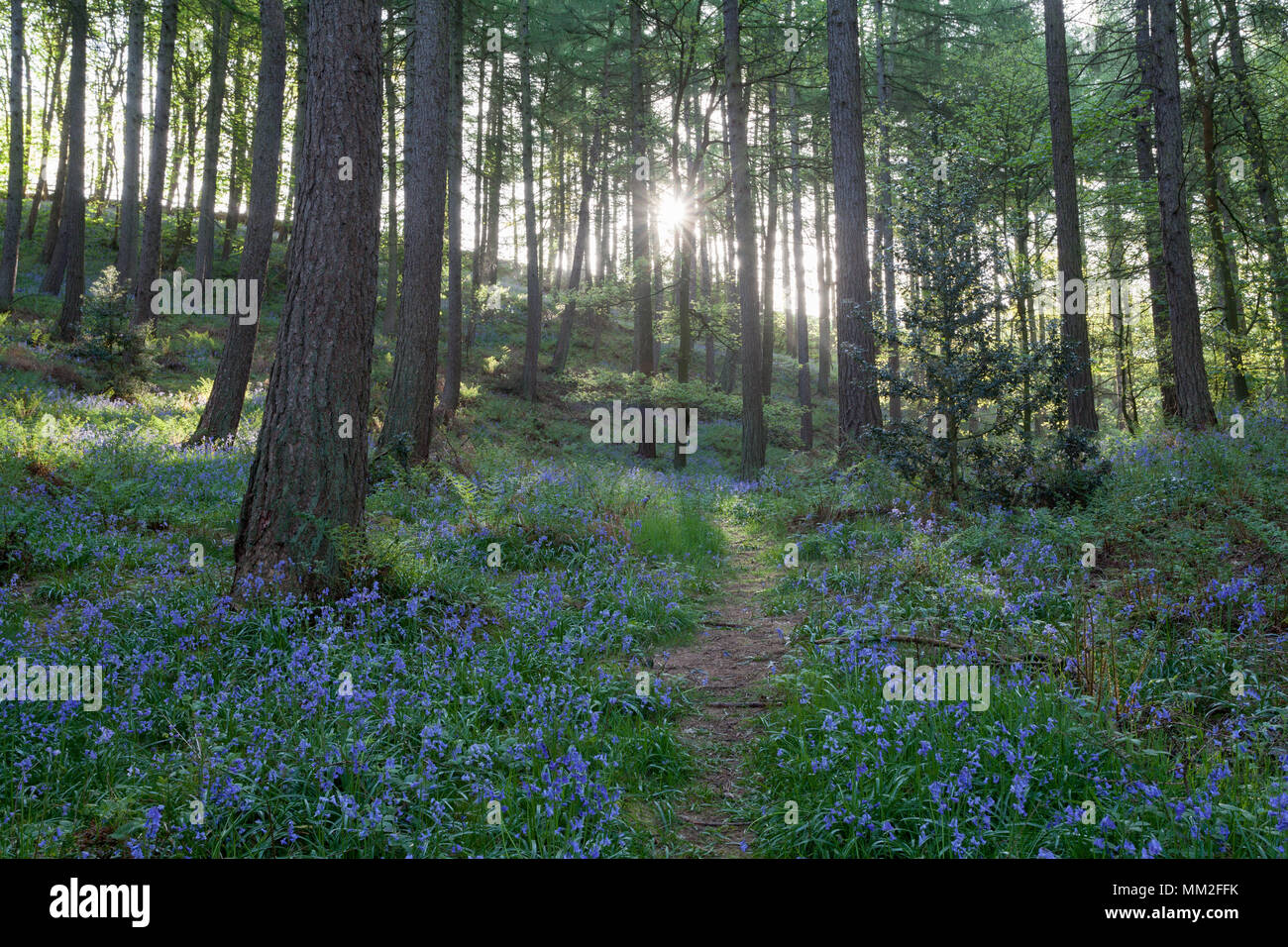 Legno di Bluebell Foto Stock