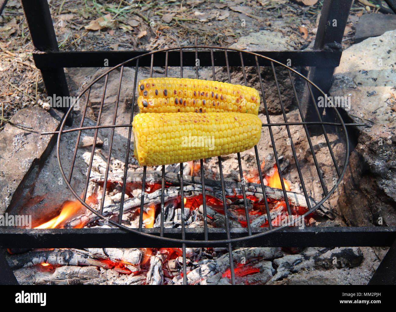 Il mais alla griglia su un fuoco di campo Foto Stock