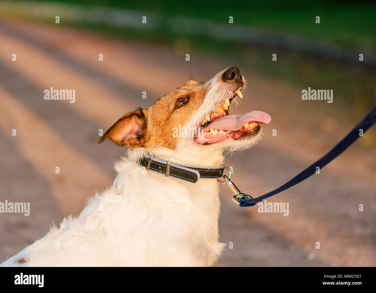 Cane con collare e guinzaglio cercando e proprietario di ascolto durante l obbedienza formazione Foto Stock