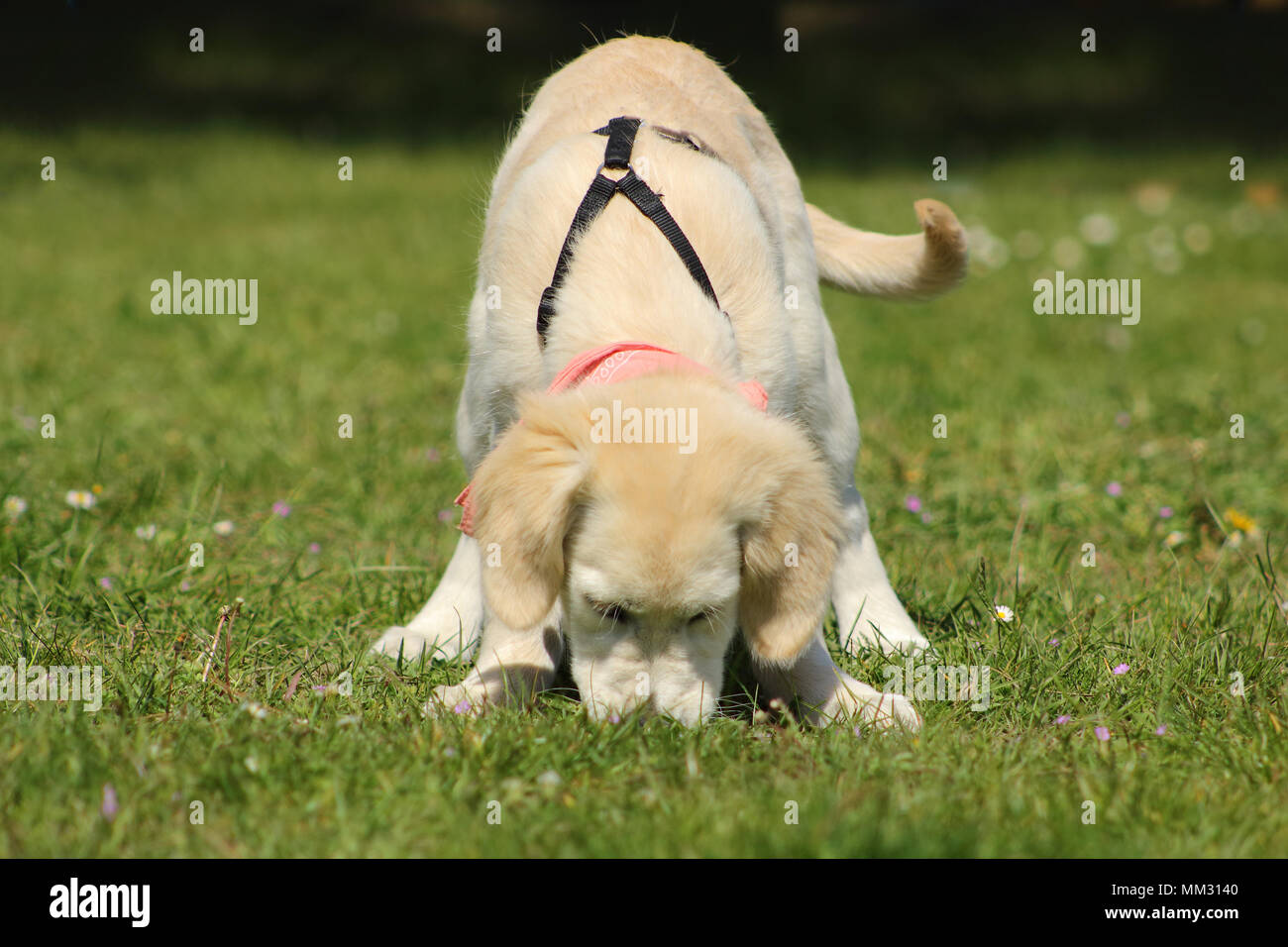 Un golden retriever cucciolo che odora di erba piano Foto Stock