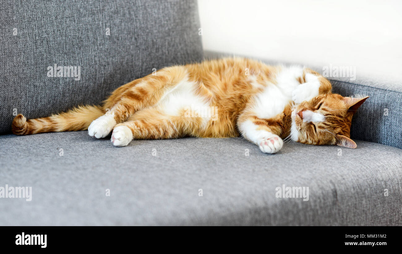 Lo zenzero gatto domestico che dorme sul divano di casa Foto stock - Alamy