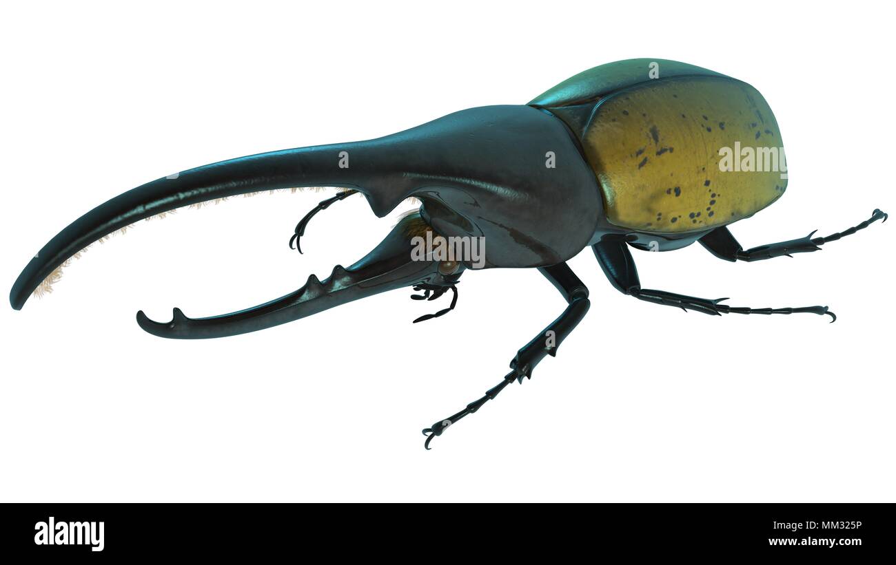 Scarabeo di Ercole Foto Stock