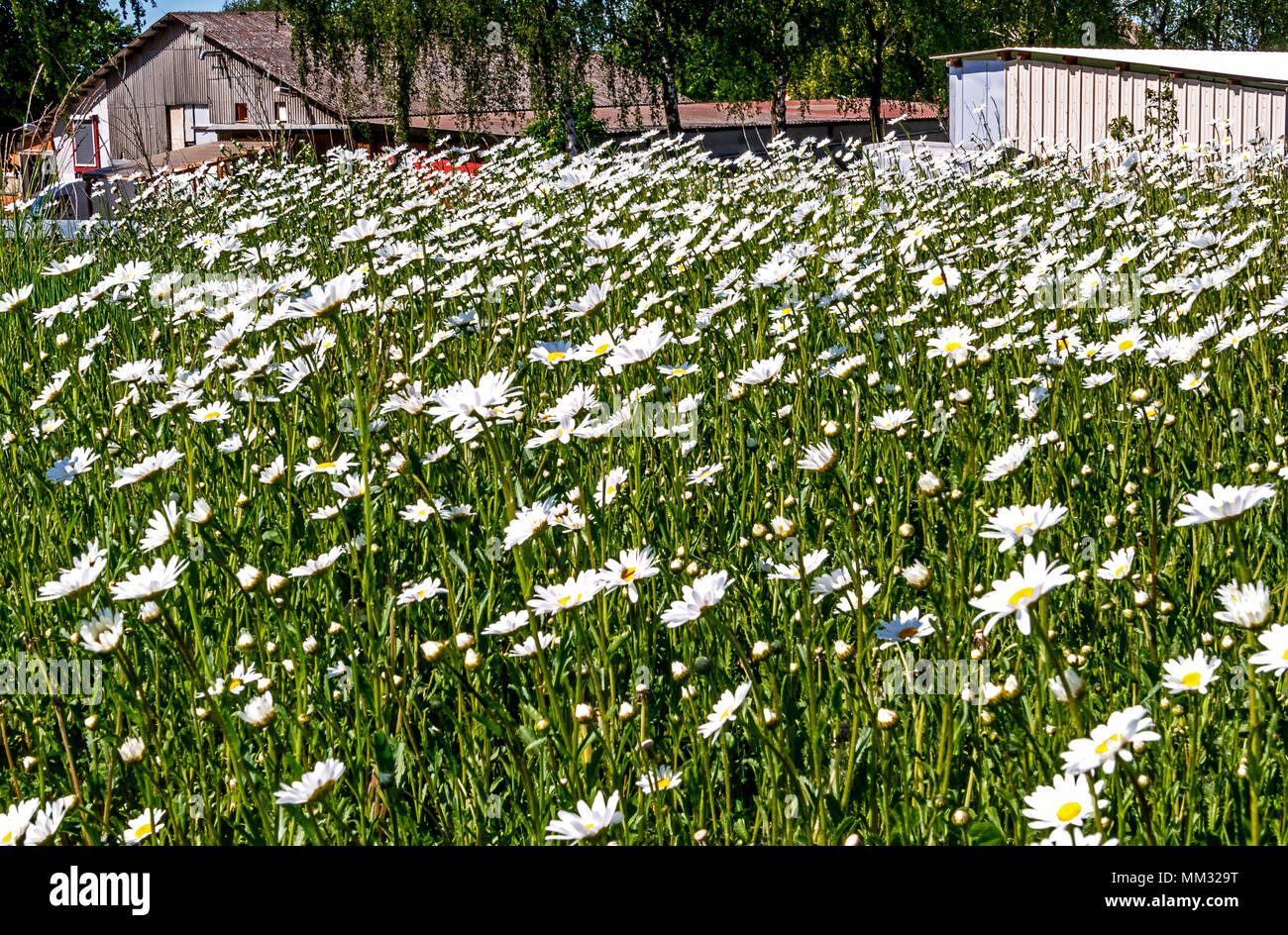 Tappeto di fiori delle margherite selvatiche nella parte anteriore di un'azienda agricola Foto Stock