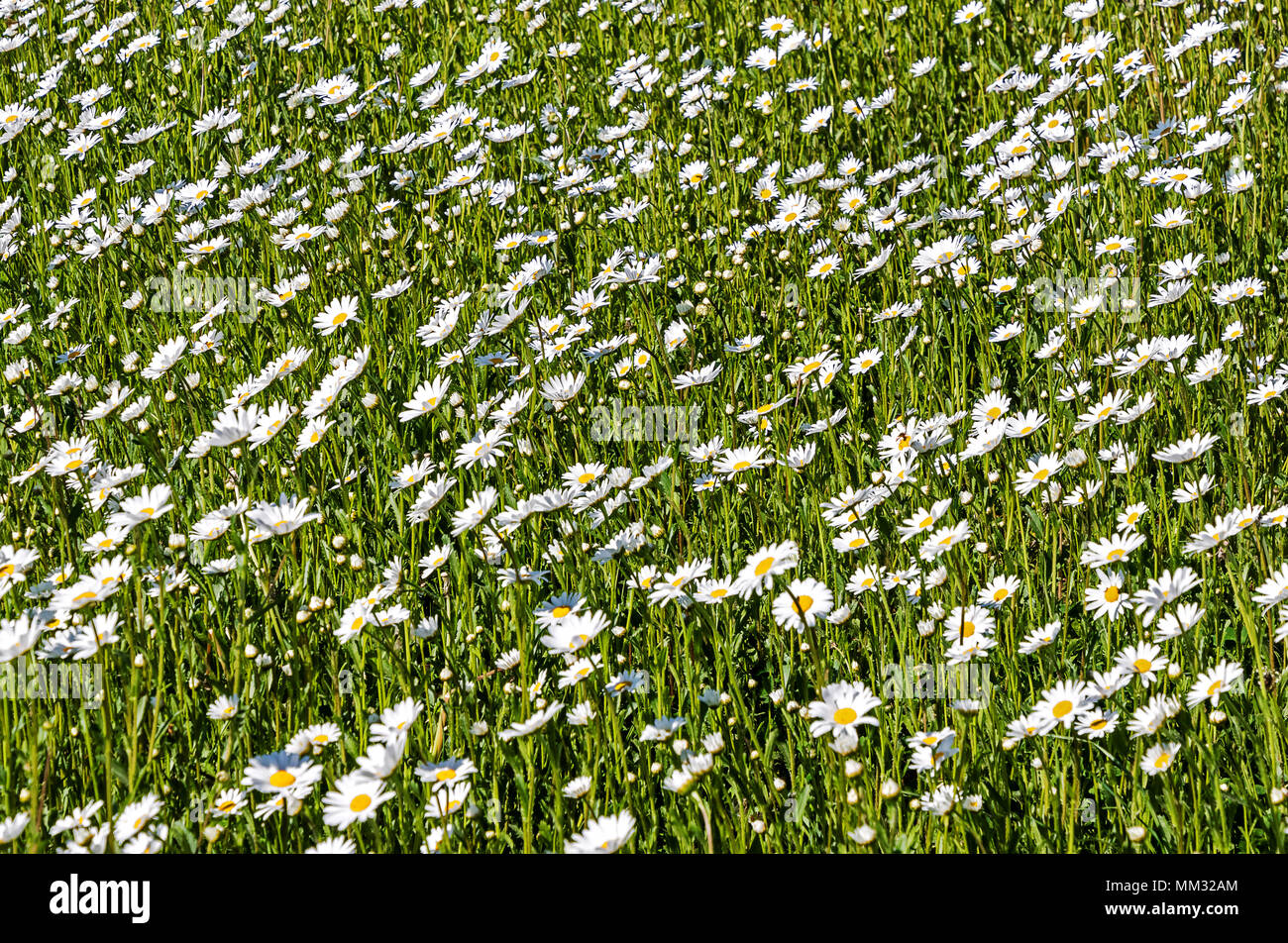 Floral background - bella wild margherite in primavera Foto Stock