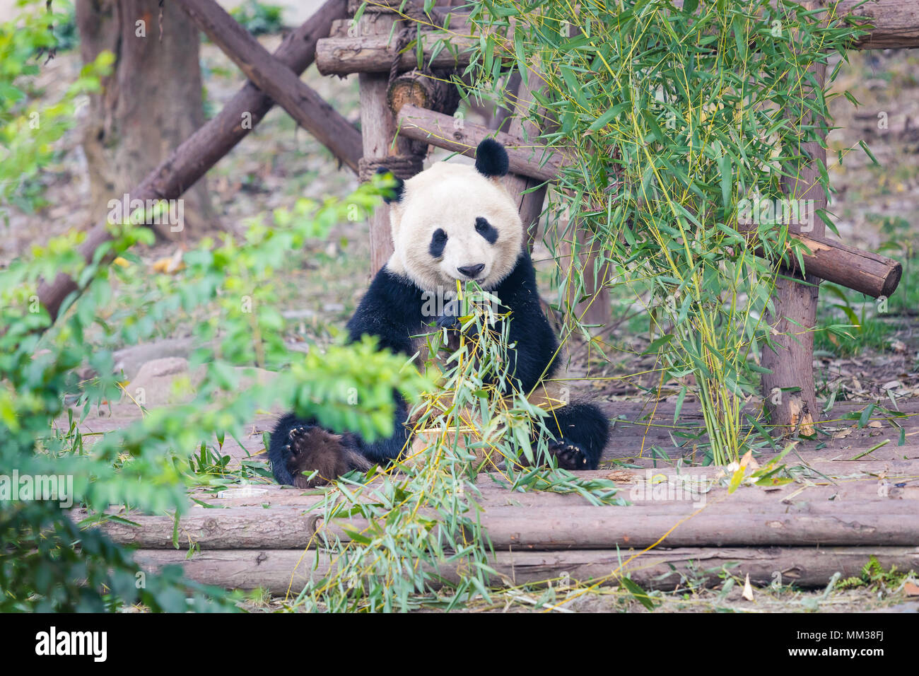 Ritratto di un panda gigante di mangiare il bambù . . Foto Stock