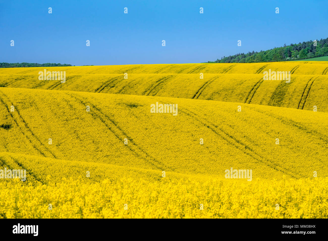 Belle curve delle colline con la fioritura delle culture di canola, onde di fiori gialli, in Moravia del Sud, Repubblica Ceca, in una giornata di sole di maggio. Foto Stock