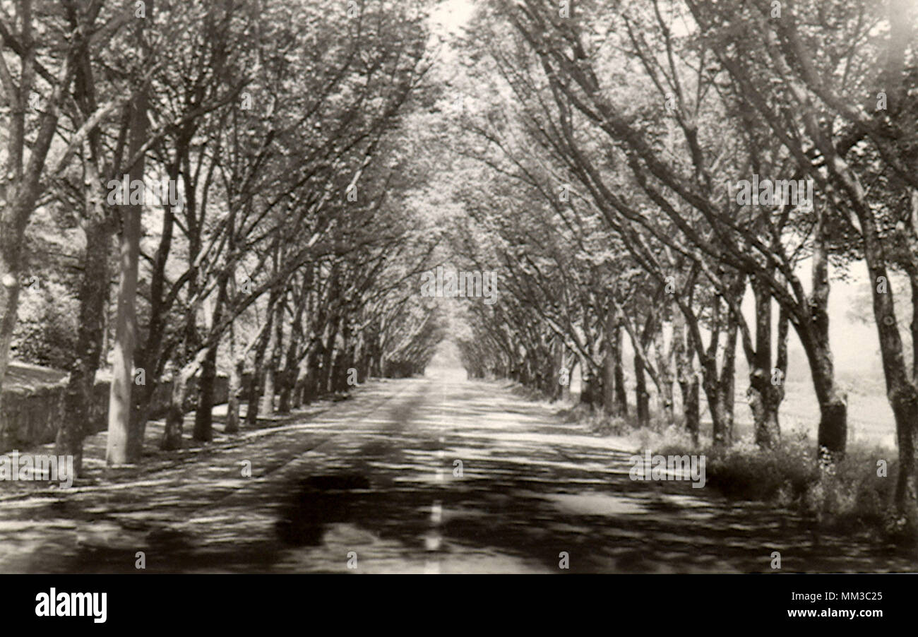 Tunnel di alberi. Saint Helena. 1920 Foto Stock