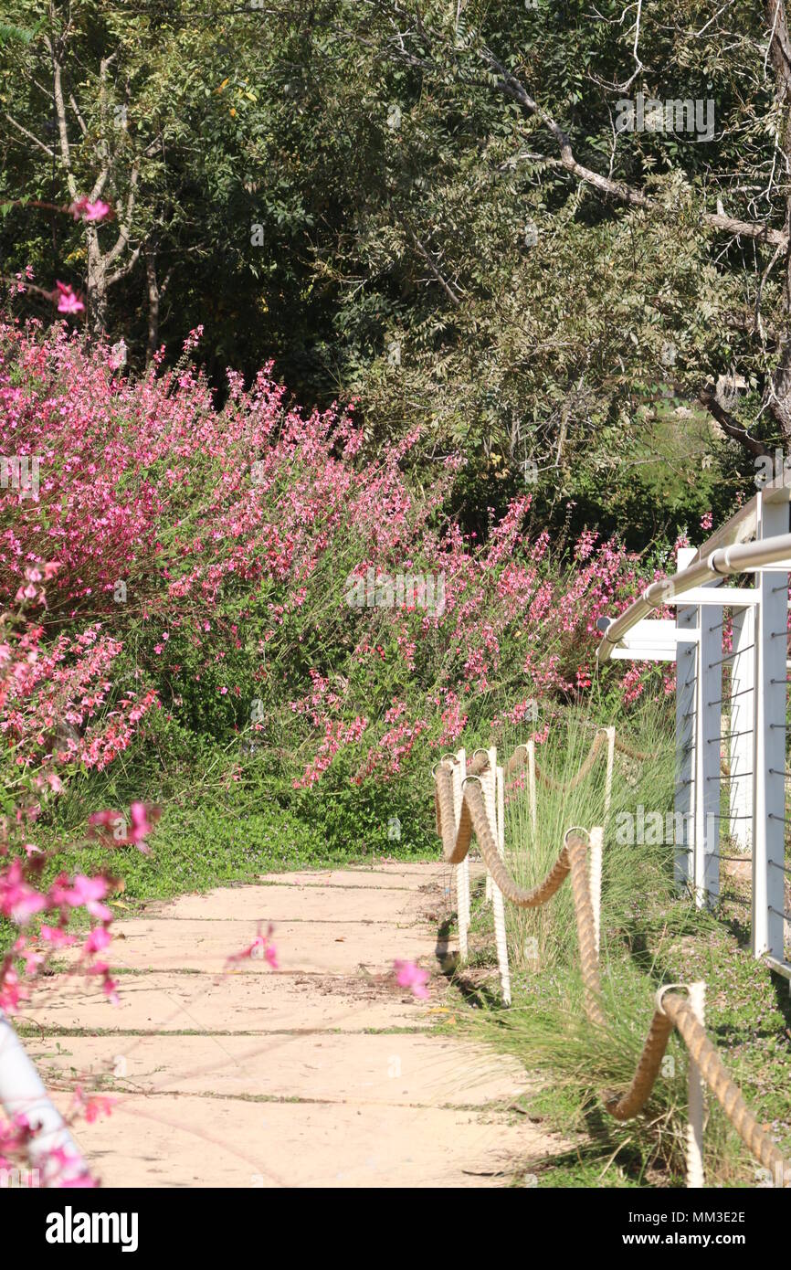 Un modo tra gli alberi e Gaura lindheimeri fiori di colore rosa Foto Stock
