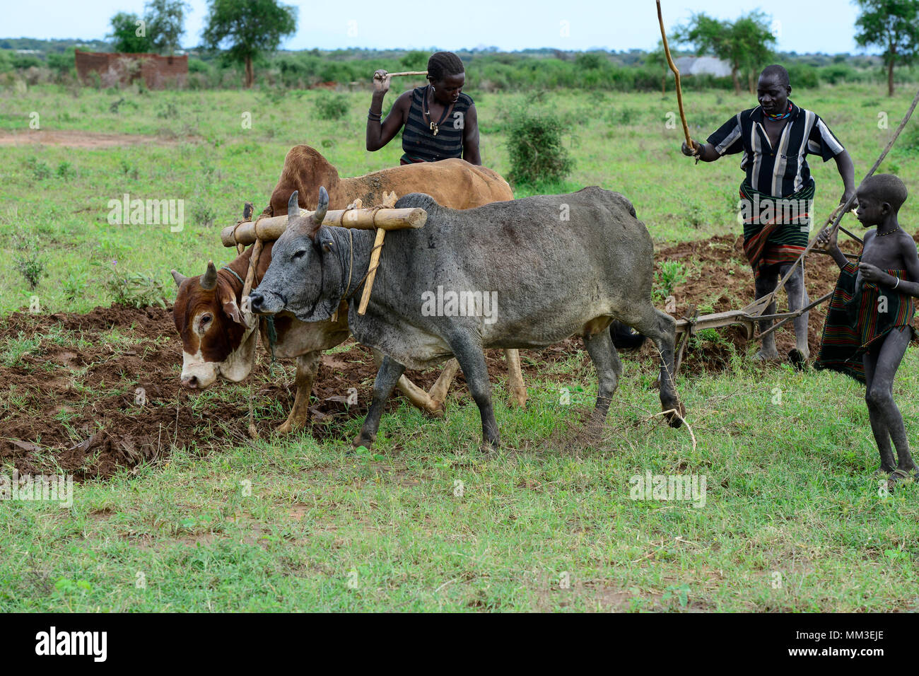 In Uganda, Karamoja, Kotido, Karamojong tribù pastorale, adozione del cambiamento climatico, tradizionalmente bestiame herder modificare all'agricoltura , famiglia campo di aratura con due mucche, forcella in legno Foto Stock