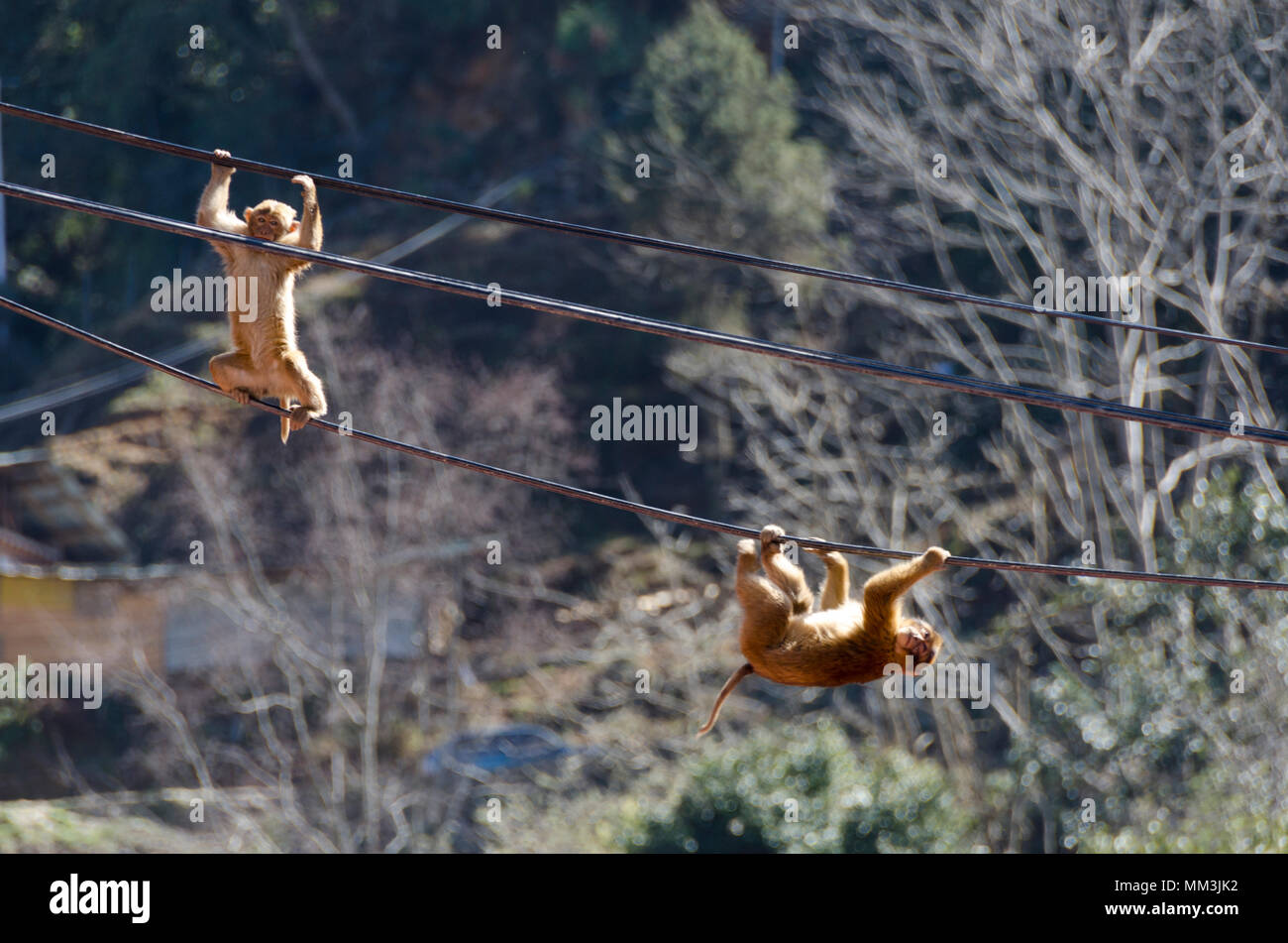 Monkey sui fili, fortezza e monastero, Dzong, Trongsa, Bhutan Foto Stock