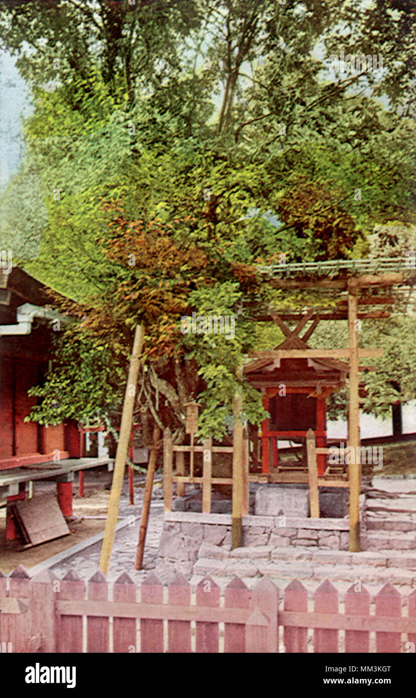 Sette tipi di alberi. Jinjya Kasuga. 1910 Foto Stock
