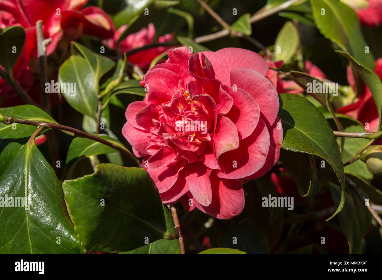 Profondo rosso fiore di Camellia japonica Aarons Ruby. Foto Stock