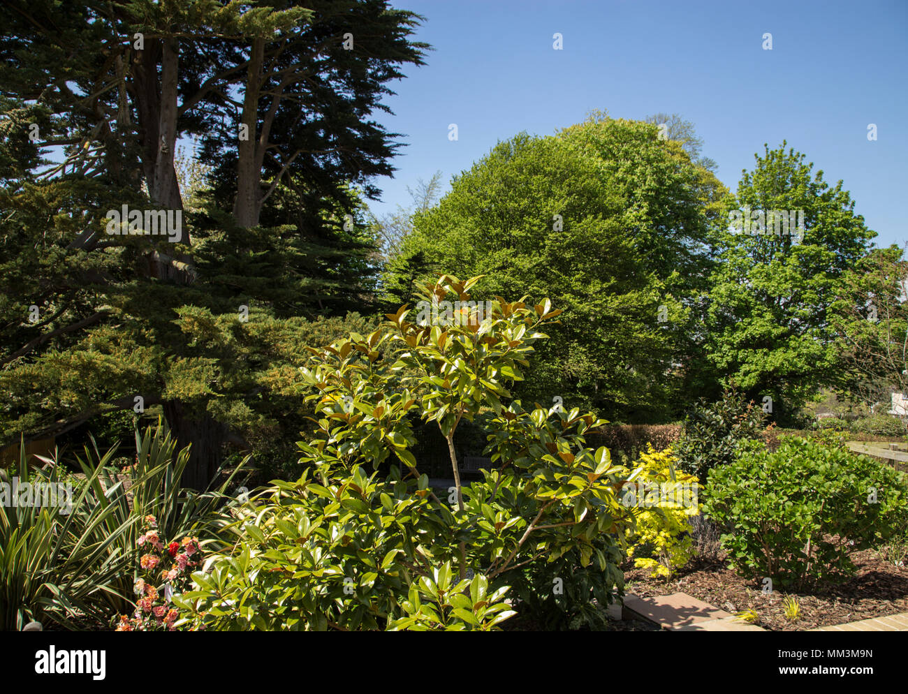 Il fogliame misti in un giardino con paesaggio preso in prestito, alberi e vegetazione da oltre a fornire uno sfondo per la vista. Foto Stock