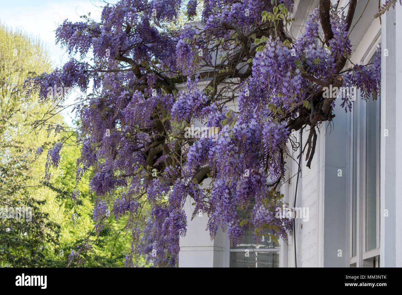 Albero di glicine in piena fioritura crescente al di fuori di casa dipinte di bianco in Kensington, Londra. Foto Stock