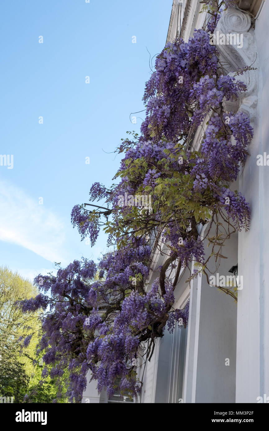 Albero di glicine in piena fioritura crescente al di fuori di casa dipinte di bianco in Kensington, Londra. Foto Stock