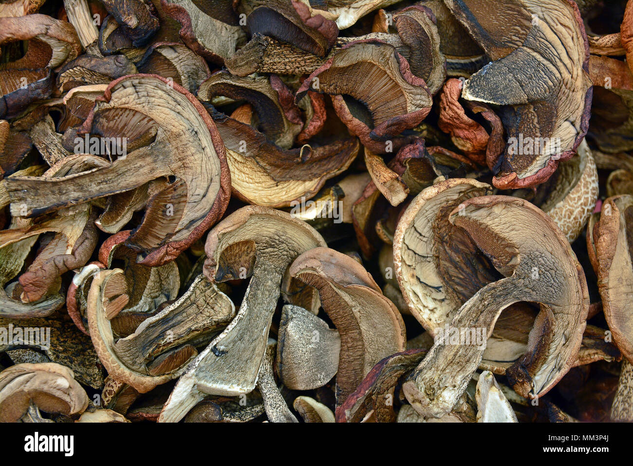 Un mucchio di funghi porcini essiccati fette Foto Stock
