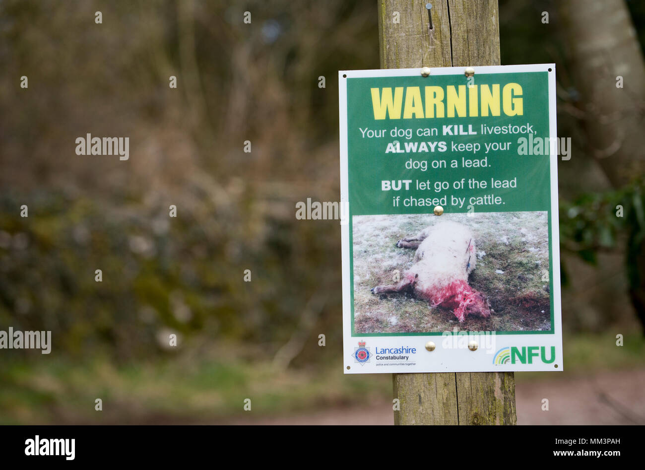 Un segno di avvertimento camminatori cane circa il pericolo rappresentato per il bestiame da cani e il pericolo per i cani da bestiame. Lancashire Northwest England Regno Unito Foto Stock