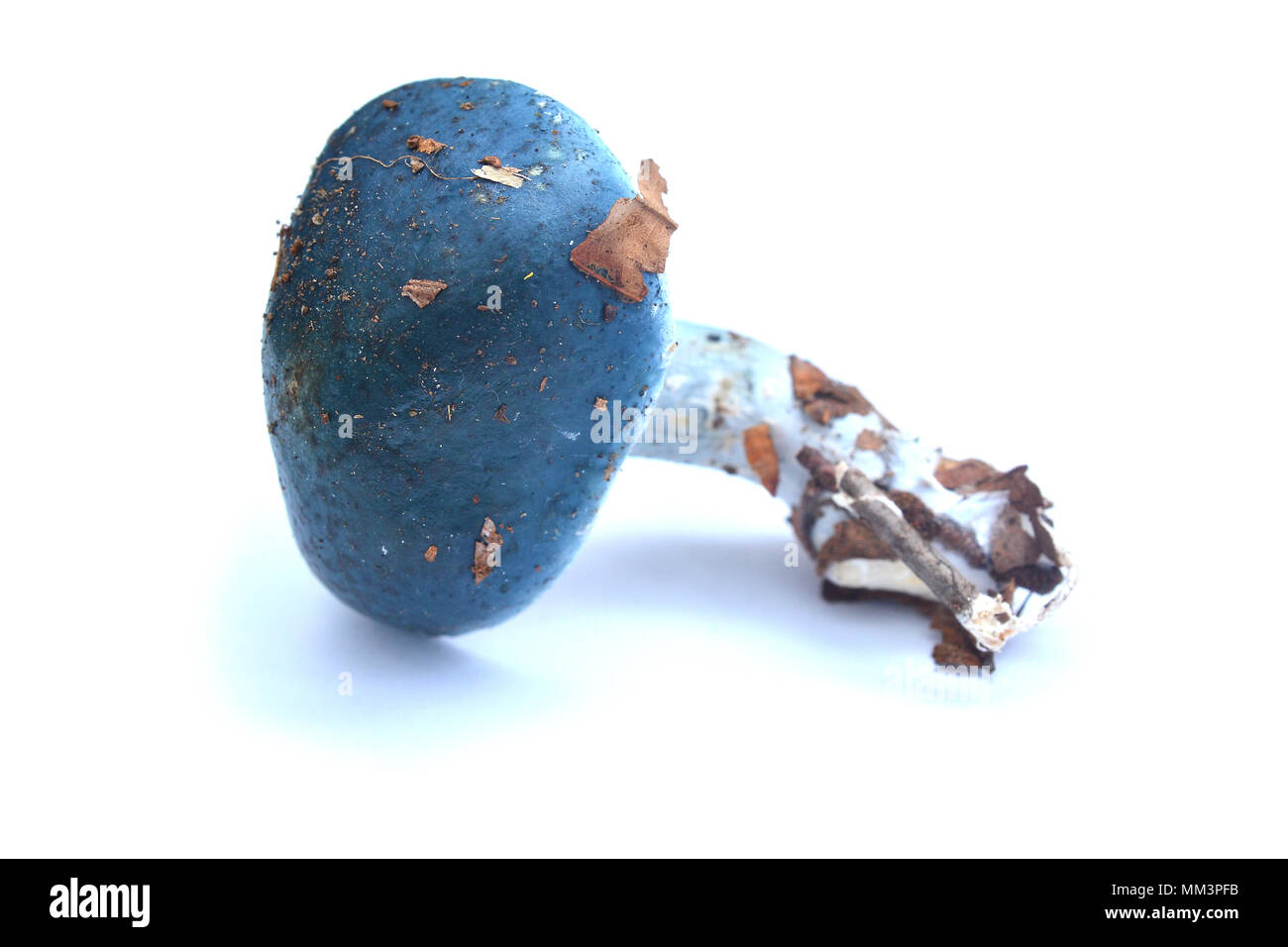 Stropharia caerulea fungo isolato su sfondo bianco, blu tonda Foto Stock