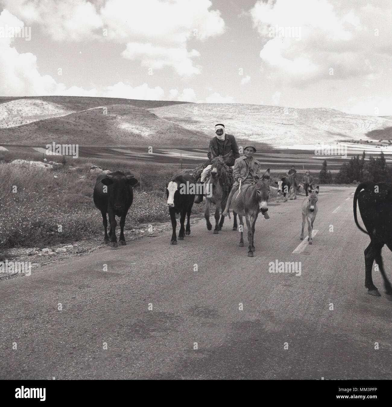 1955, storico, un beduino palestinese e il suo giovane figlio al di fuori su una strada nel deserto a cavallo di asini e con il loro bestiame al pascolo, Israele. Gli arabi palestinesi o più comunemente, beduini erano un popolo nomade impegnati in imbrancandosi di animali e di pascoli e di agricoltura, che vivevano nelle zone desertiche di ciò che è stato poi chiamato Palestina ma che dopo WW2, nel 1948 divenne territorio nella neonata dello stato ebraico di Israele. Foto Stock
