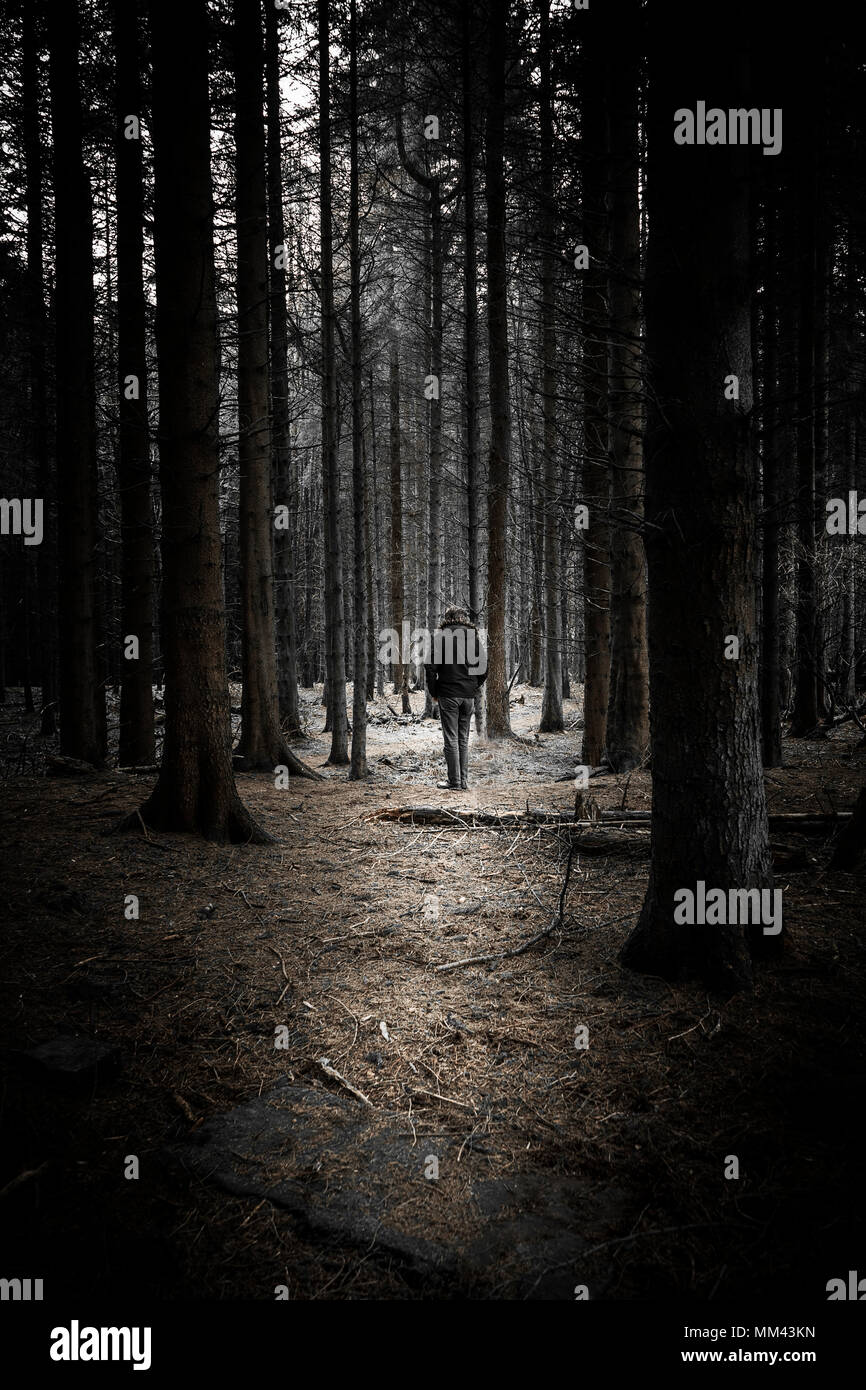 Vista posteriore del uomo a camminare nei boschi, tono bruno Foto Stock