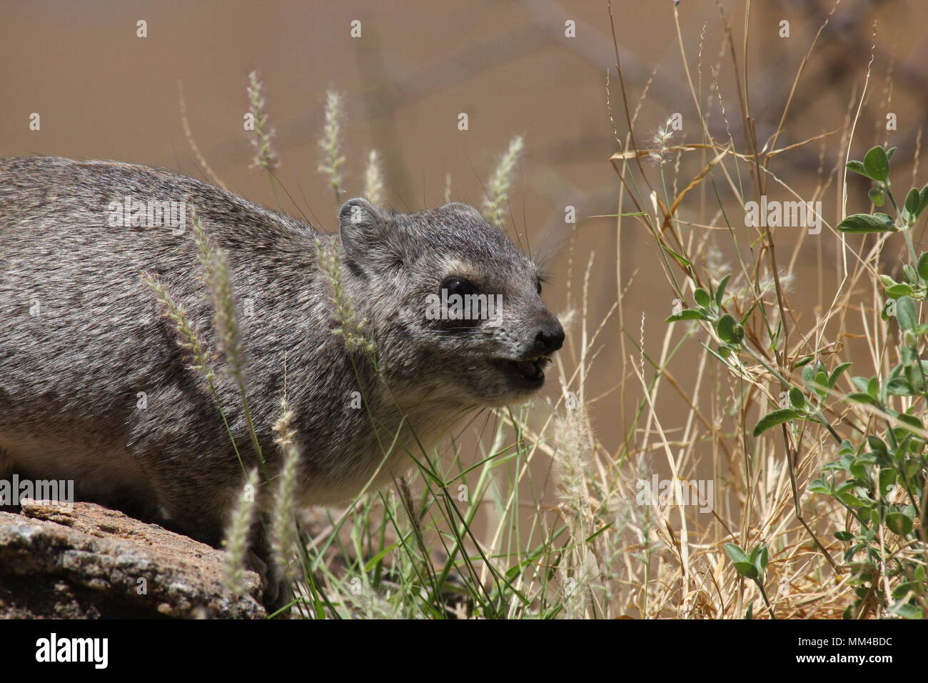 Rock Hyrax godendo il sole mentre mangia erbe Foto Stock